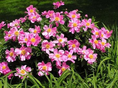 Peony Dancing Butterfly.JPG