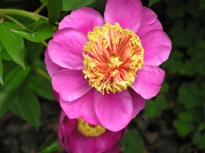 Peony Le Charme (Medium).JPG