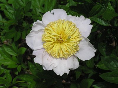 Peony Moon of Nippon (Medium).JPG