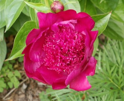 Peony 'Port Royale' (3) (Medium).JPG