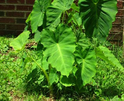 06-10-HAL Elephant ears by front door (2).jpg