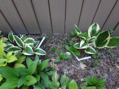 Kinbuchi Tachi (left) &amp; SILVER STAR  and some pokeweed and some tiny green seedlings