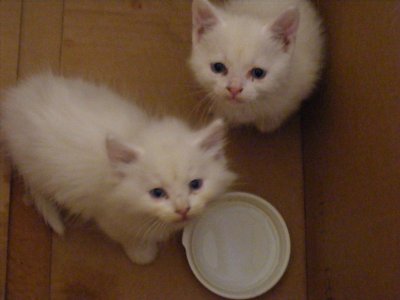 kitties 001a.JPG