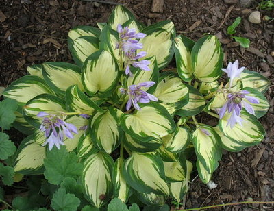 'Peppermint Ice' in my garden.