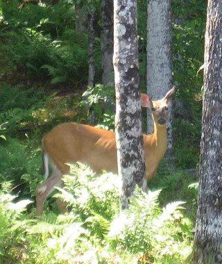 Upper Peninsula Lily Eater