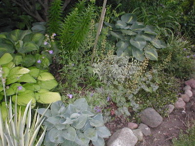 The blue one down in front popped up near the gravel path by the porch, right under Hadspen Blue.