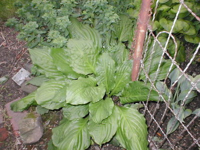 Here's an interesting crinkled one that has excellent flowers.  It's quite a bit larger this year.   Marvelous Marlys named this one several years ago when it was just a tiny little thing.