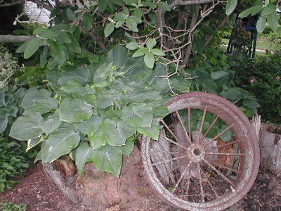 This big green thing and the crinkled one behind it are both volunteers that I put in the stump.  I wanted hostas growing in it, but was afraid that they would not do well.  I didn't need to worry about them.