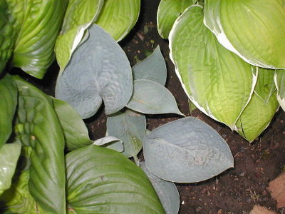 I noticed this nice steel-blue corrugated seedling last year; meant to move it but it's still in the same spot.   This was across the sidewalk from Skylight, and I'm thinking that must have been involved in the parentage of this one.