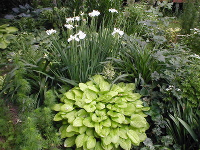 Last but not least, one of my favorite volunteers.  This one glows, doesn't seem to melt out (even this year in the extreme heat and drought) and is quite photo-sensitive.   The leaves that don't get any sun are green, and the ones in sun are brighter.   I named it Heavenly Sunshine some time ago.  THis pic is from 2010...did not get one of it last year, and the one I took this year was with my new camera, and not yet resized.