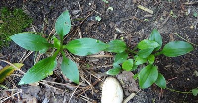 recifolia seedlings