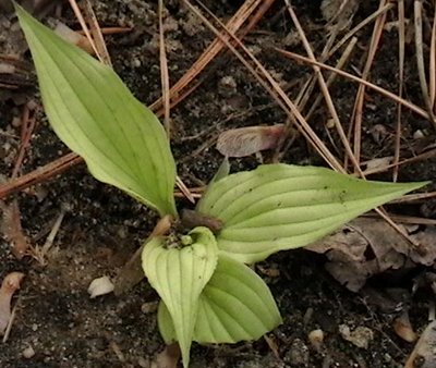 seedling LF 12 0482.JPG