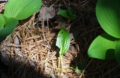 shiny leaf