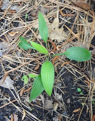seedling thin leaf 12 01679z27.jpg