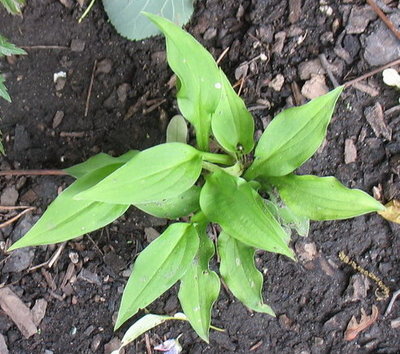 Weedling #3 I found where I had overwintered some hostas once. Don't recall what.