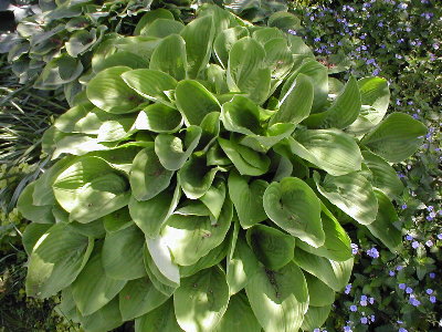 Here's another one that I like.  It's got a really strange green color and has nice purple flowers.   It's likely a Veronica Lake seedling.