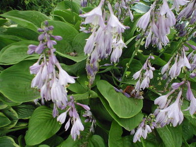 Here it is in flower.  I've named it 'Tractor Boy' for our grandson who loves John Deere tractors.  This is probably as close to 'John Deere green' as any hosta is going to get.