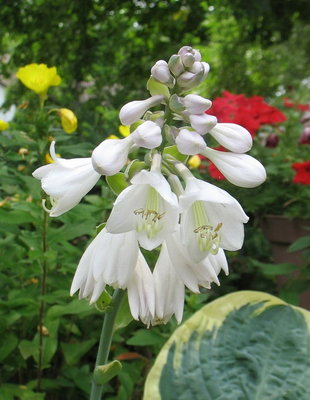 'Christmas Pageant' bloom, July 3, 2012