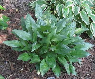 'clausa var. clausa' in mid July. This one stays small as it's in a very, very dry part of my garden, next to the driveway and next to a tree. If the rhizomes spread farther than I wish, they are easy to remove.