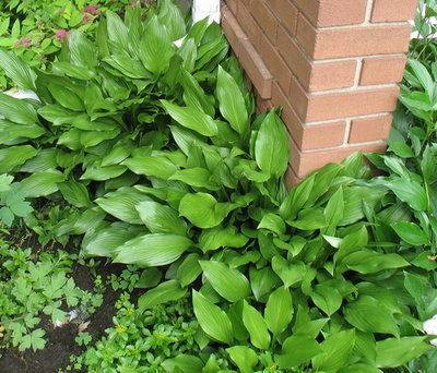 This division is no more. It liked it altogether too well where it was and I laboriously dig it out and trashed it last spring. I've not planted anything permanent there yet as I'm sure I'll find rhizomes for awhile.