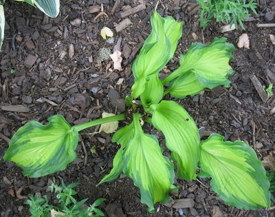 'Emerald Ruff Cut', July 21, 2012