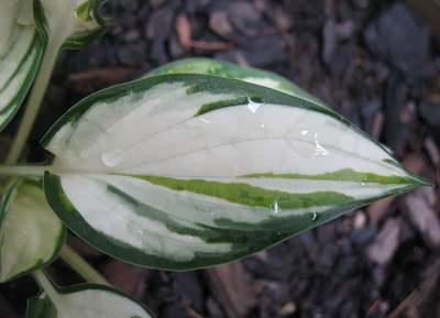 'Fireworks' leaf