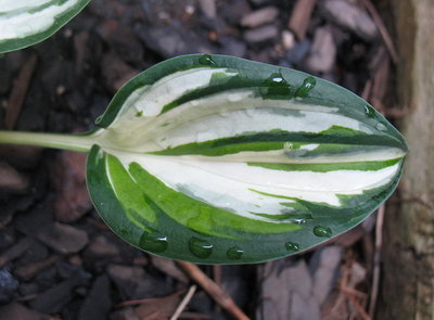 'Fireworks' leaf