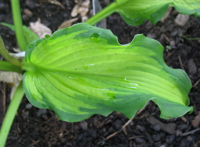 Emerald_Ruff_Cut-leaf-120619-1sx.jpg