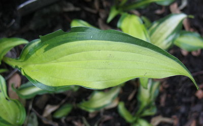 'First Mate' leaf, June 19