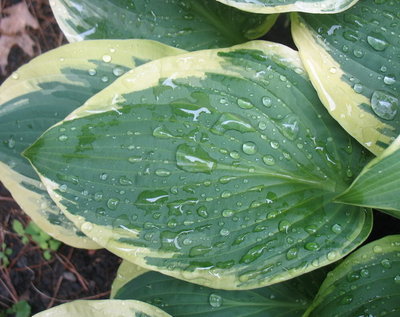 'Fortunei Aureomarginata' leaf June 19