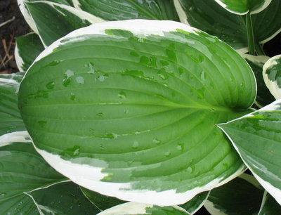'Francee' leaf, June 19, 2012