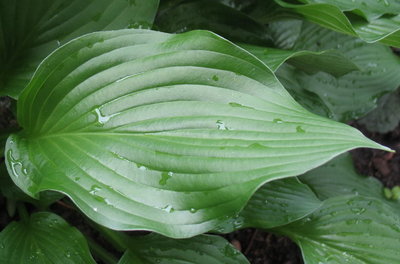 'Fujibotan' leaf June 19, 2012