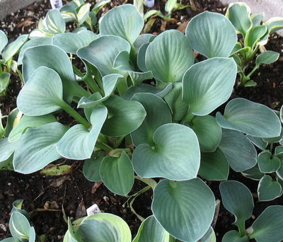 'Blue Mouse Ears' continues to do well and bloomed this year. June 13