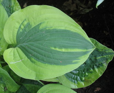 Another 'Gemini Moon' leaf, June 19