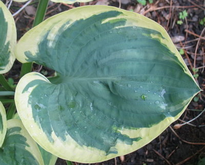 'Christmas Pageant' leaf, June 19, 2012