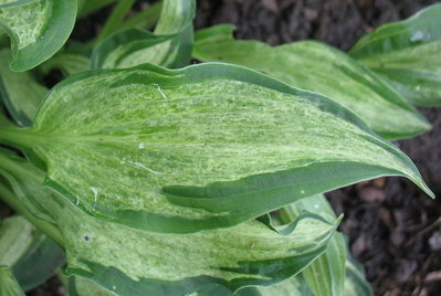 'Allegan Fog' leaf, June 19, 2012