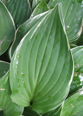 leaf, June 19, 2012