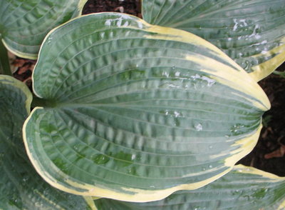 leaf, June 19, 2012