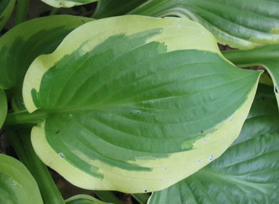 leaf, June 19, 2012