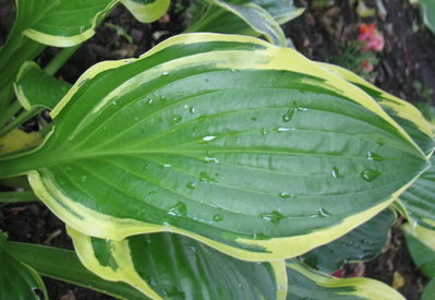 leaf - June 19, 2012