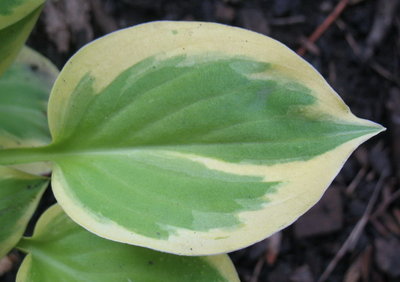 leaf - June 19, 2012