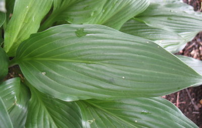 leaf - June 19, 2012