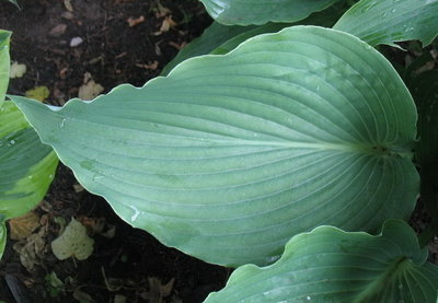 leaf - June 19, 2012 - taken at the same time but from a different angle and the light seems completely different