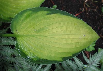 leaf June 19, 2012