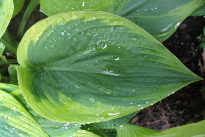 leaf June 19, 2012