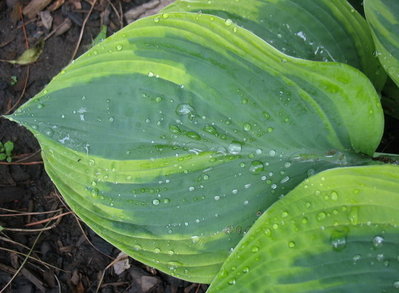 leaf June 19, 2012