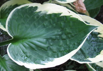 leaf - June 19, 2012