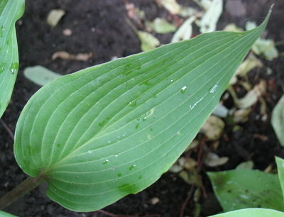 leaf - June 19, 2012