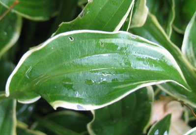 leaf - June 19, 2012