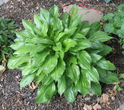 'Korean Snow', June 26, 2012  Darker green than it usually is at this date because of an early spring.